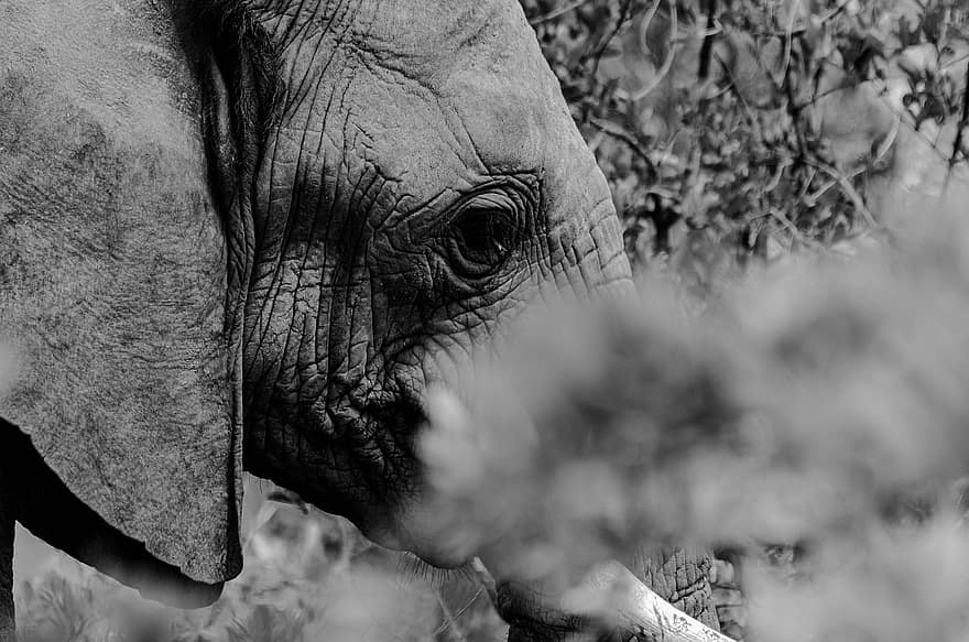 l'éléphant, pachyderme, Parc national Kruger, animal, sauvage, faune, Afrique, animaux à l'état sauvage, noir et blanc, animaux de safari, les espèces menacées