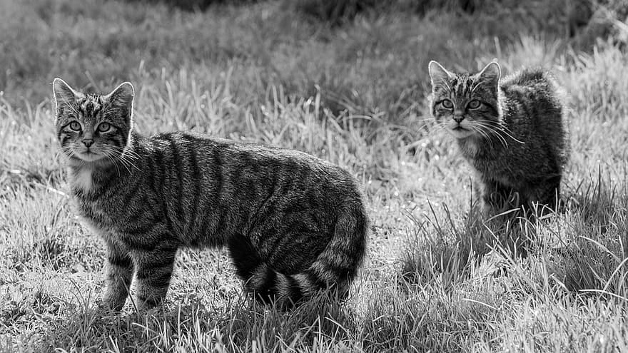 Cat, Wildcat, Scottish, domestic cat, feline, kitten, cute, grass, pets, striped, domestic animals