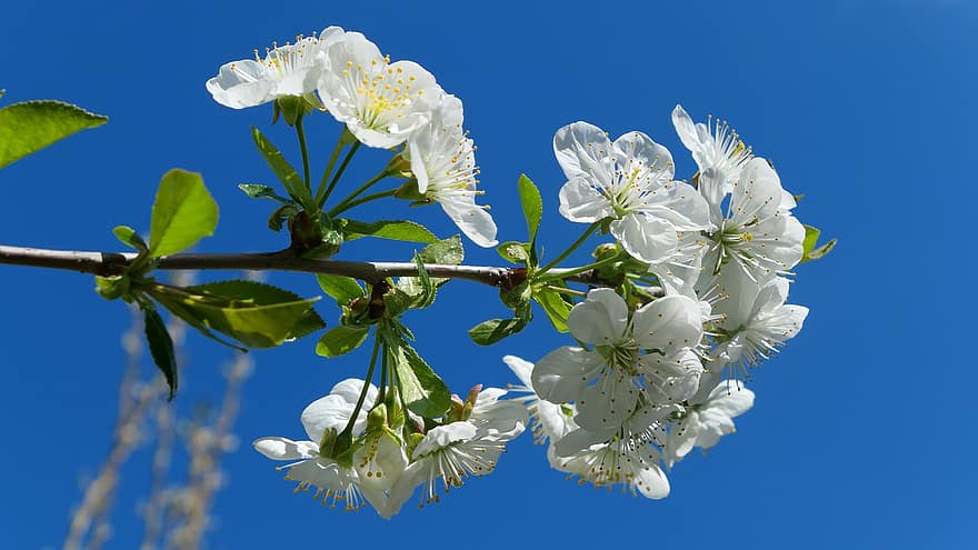 körsbärsblom, blommor, vår, vita blommor, blomma, löv, gren, växt, träd, natur