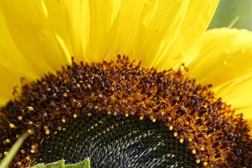 bunga matahari, bunga, kelopak, mekar, berkembang, putik, flora
