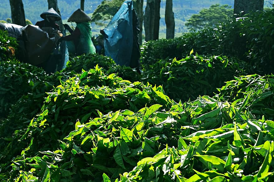 Tè Verde Fresco, foglie di tè, collezione, foglia, colore verde, pianta, foresta, agricoltura, crescita, albero, freschezza