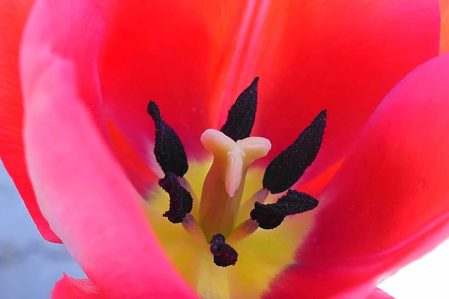 květ, tulipán, okvětní lístky, jaro, Příroda, makro snímek, detail, rostlina, okvětní lístek, list, květu hlavy