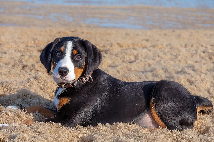 perro, playa, mascota, canino, animal