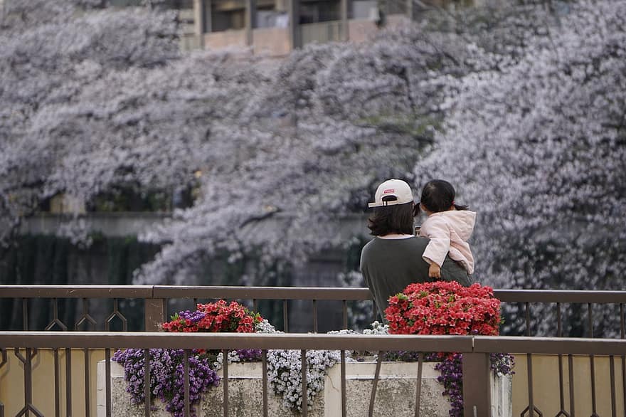 fiume, ponte, fiori, madre, figlio, fiore di ciliegio, sakura, Giappone