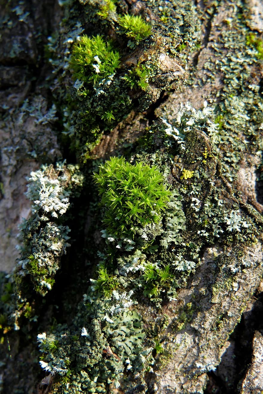 Tree, Nature, Lichen, Moss, Wood, forest, plant, close-up, leaf, green color, backgrounds