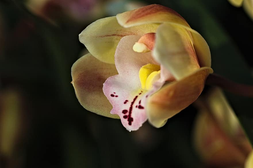 orkide, blomst, anlegg, petals, blomstre, flora, hage, natur, skjønnhet