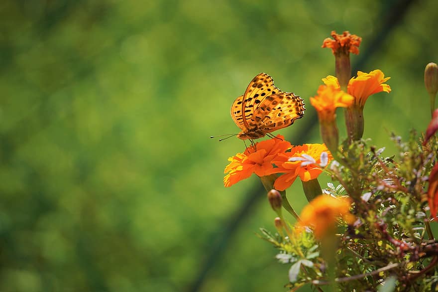 kelebek, Çiçekler, tozlaşma, tozlaşmak, kelebek kanatları, kanatlı, bitki örtüsü, fauna, pulkanatlılar, böcek, entomoloji