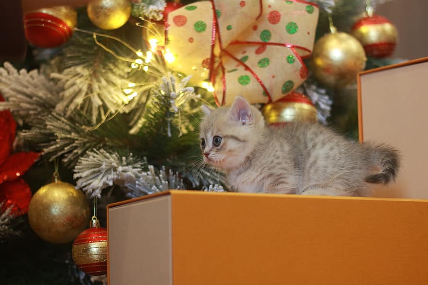 katt, kattunge, förtjusande, jul, söt, fluffig, hårig, gåva, husdjur, firande, små