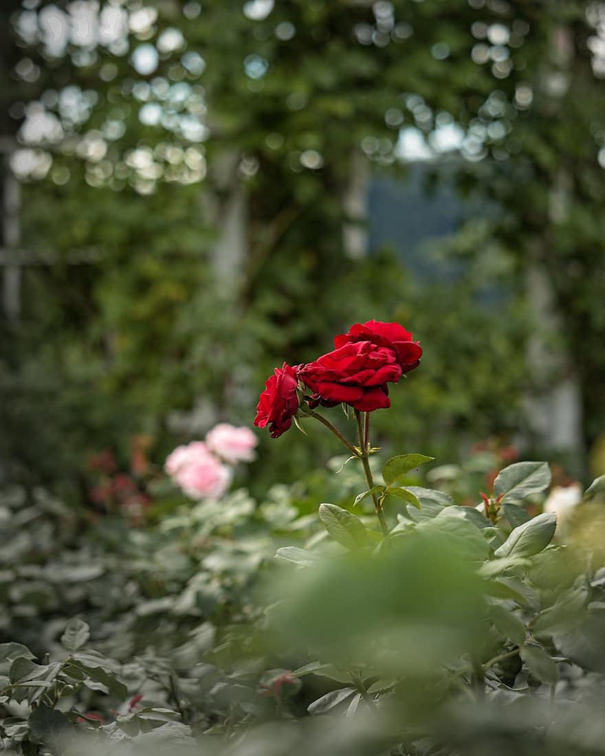 rosa, vermell, jardí, flors, amor, florir, flor, planta, romàntic, naturalesa, pètals