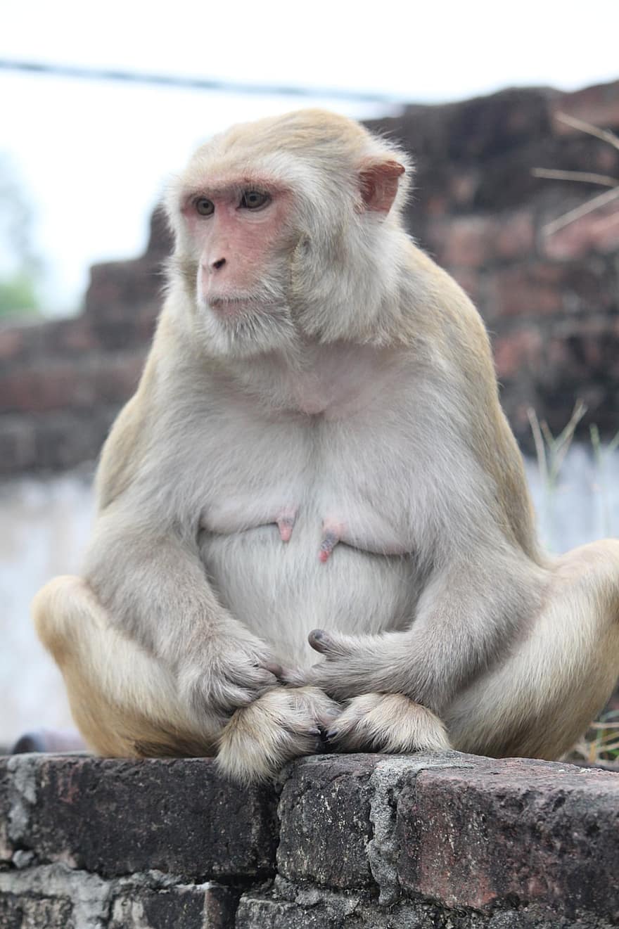 rhesus macaque, rhesus maimuță, maimuţă, macac, arhiepiscop, animale în sălbăticie, drăguţ, ședință, mic, a închide, tânăr animal