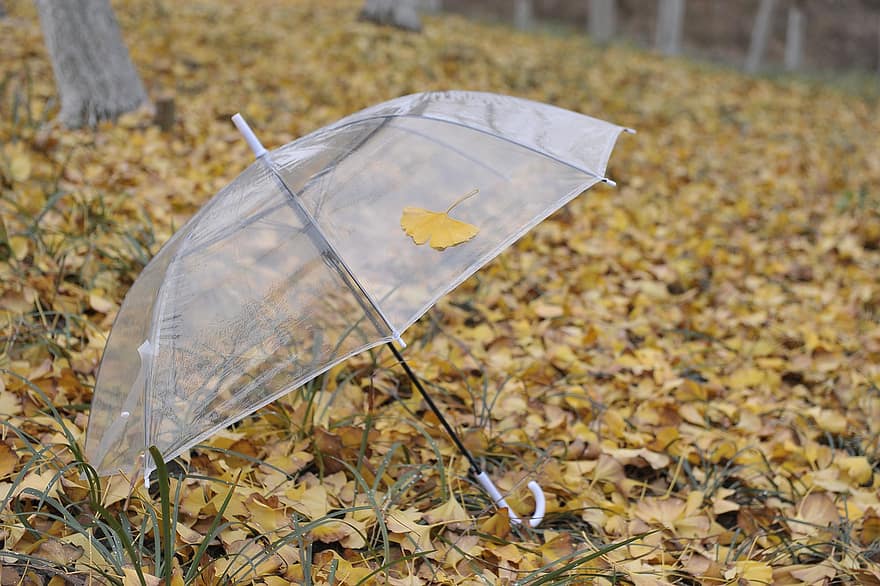 parapluie, feuilles, feuillage, sol, tomber, l'automne, saison, pluie