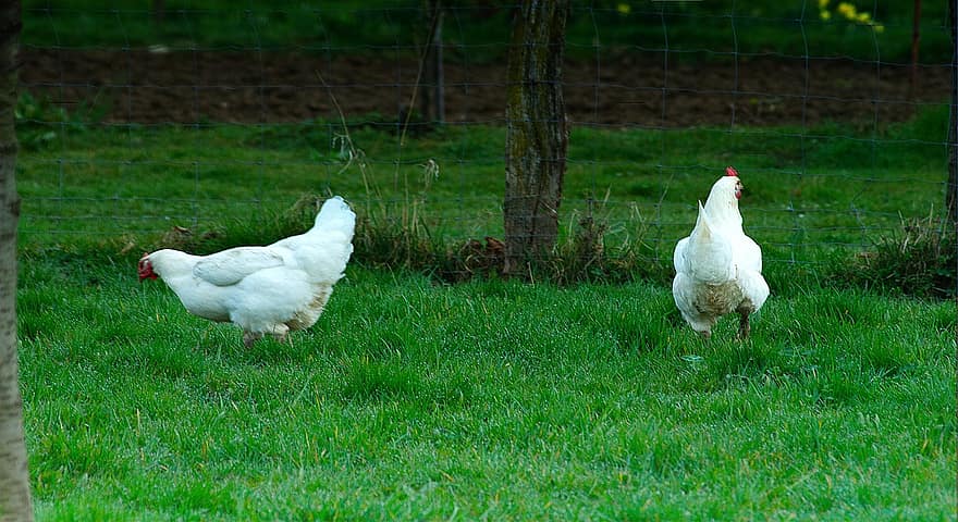pollos, aves de corral, hierba, animales de granja