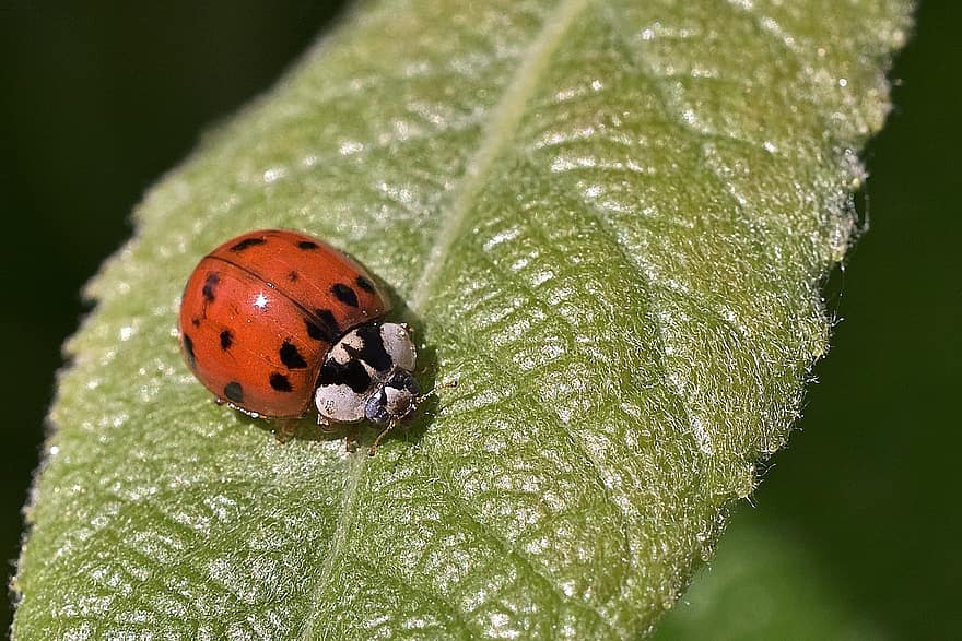 Ladybug, Insect, Leaf, Beetle, Animal, Spotted, Plant, Nature