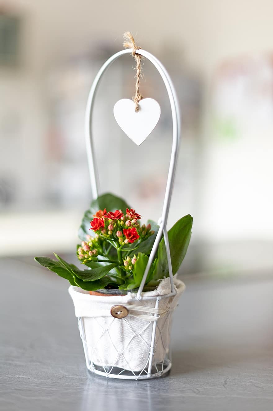 цветок, горшок, День святого Валентина, романтик, сердце, ботаника, завод, крупный план, букет, романс, ваза