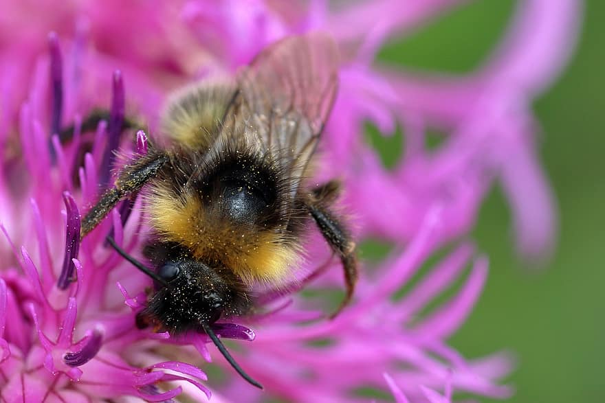 lebah, serangga, penyerbukan, hewan, taman, margasatwa, bunga, kelopak