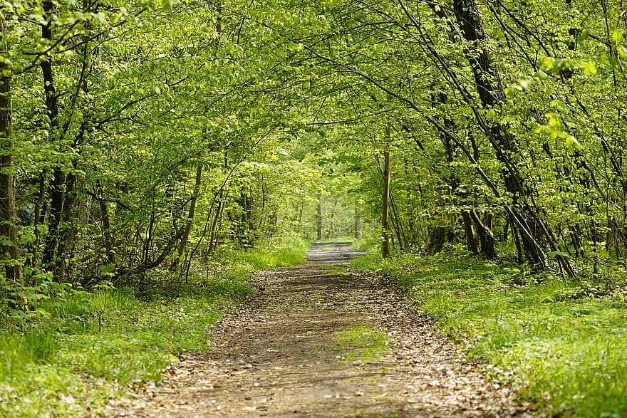 las, drzewa, szlak, leśna ścieżka, ścieżka, krajobraz, Natura, listowie, zieleń