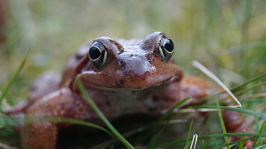 Frog, Amphibian, Animal, Toad, Eyes, Slippery, Grass, Spring, Nature, close-up, green color