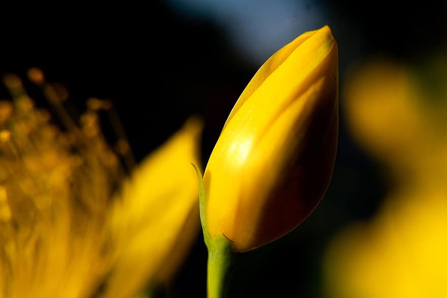 tulipán silvestre, flor, planta, flor amarilla, pétalos, floración, flora, verano, naturaleza, amarillo, hoja