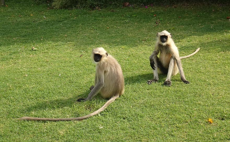 szürke langurok, Hanuman Langurs, Hanuman majmok, majmok, állatok, vadvilág, főemlősök