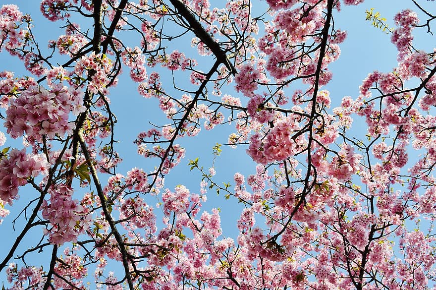 сакура, Цветение вишни, розовые цветы, весна, Япония, цветы, розовый цвет, ветка, дерево, время года, цвести