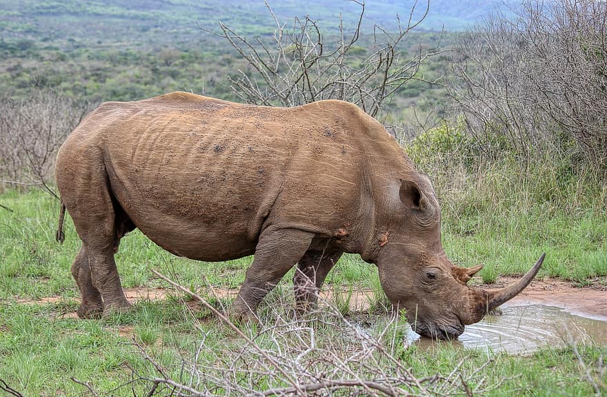 czarny nosorożec, nosorożec czarny, nosorożec, Afryka, Namibia, dzikiej przyrody, wodopój, safari, ssak, zwierzęta na wolności, zwierzęta safari