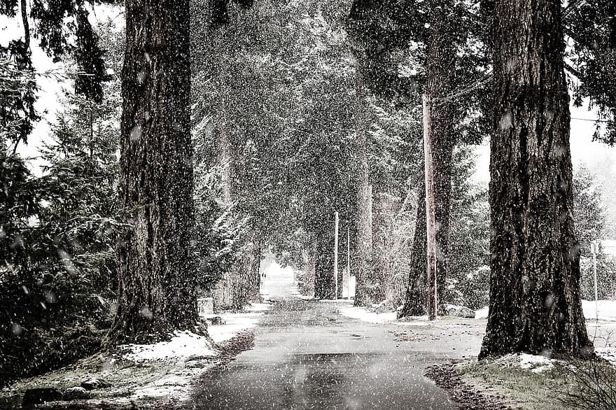 Road, Trees, Blizzard, Snow, Snowing, Snowfall, Winter, Cold, Pavement, Path, Cedar