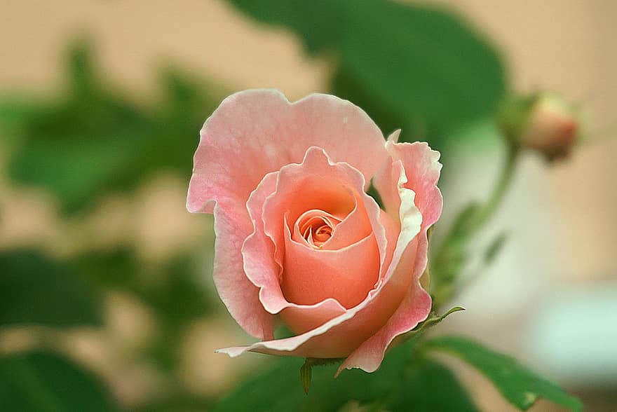 Rose, Blume, Rosa, Natur, Pflanze, Flora, die Blütenblätter, duftend, Blumen-, blühte auf, heißes Rosa