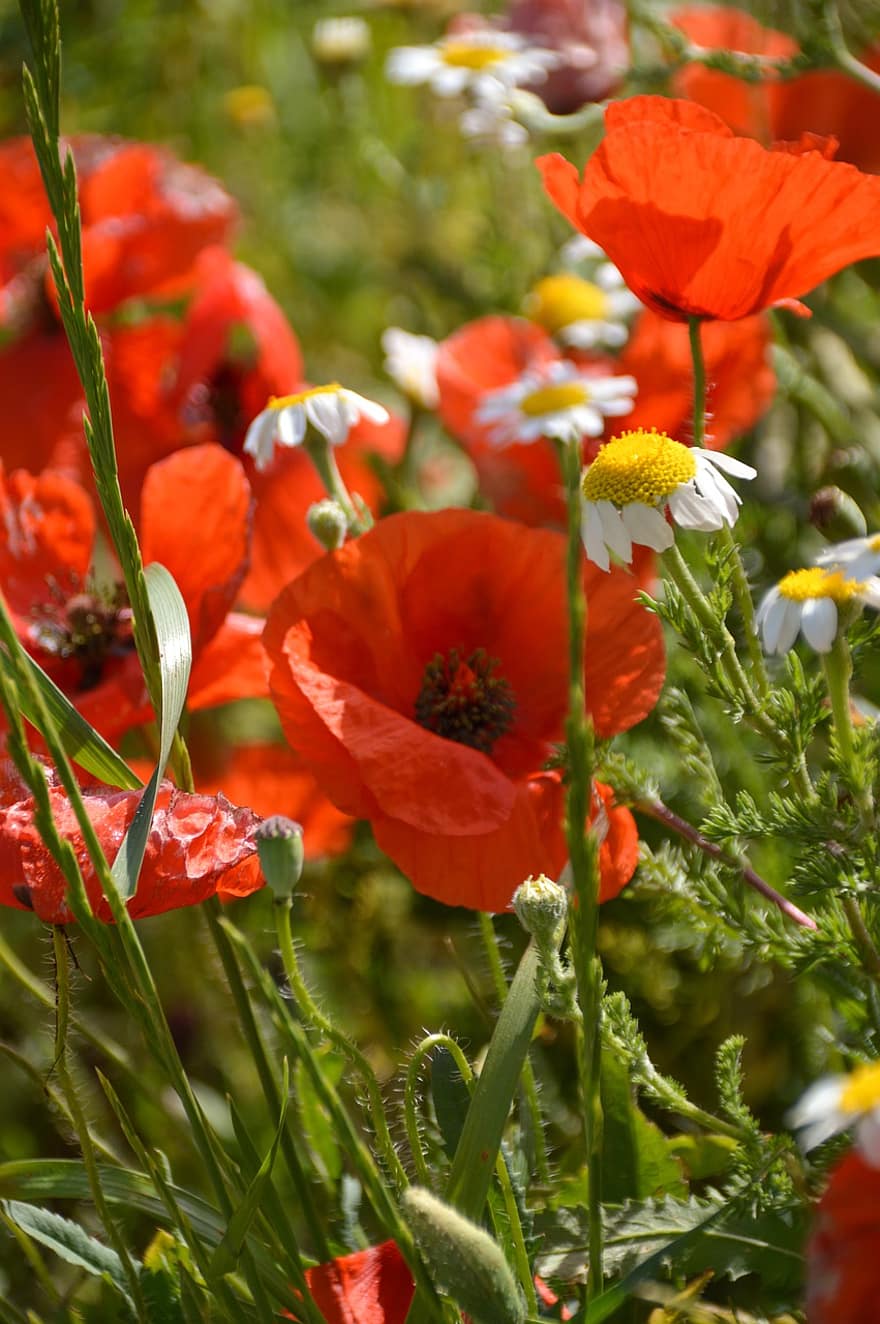 Flowers, Poppies, Field, Red Poppies, Red Flowers, Nature, Meadow, Wildflowers, Flower Meadow, Flower Field, Flora