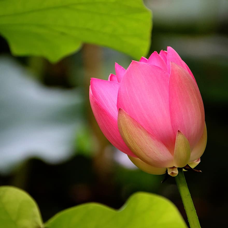 Lotus, Blume, Pflanze, pinke Blume, rosa Blütenblätter, Blütenblätter, blühen, Wasserpflanze, Flora, Natur, Blatt