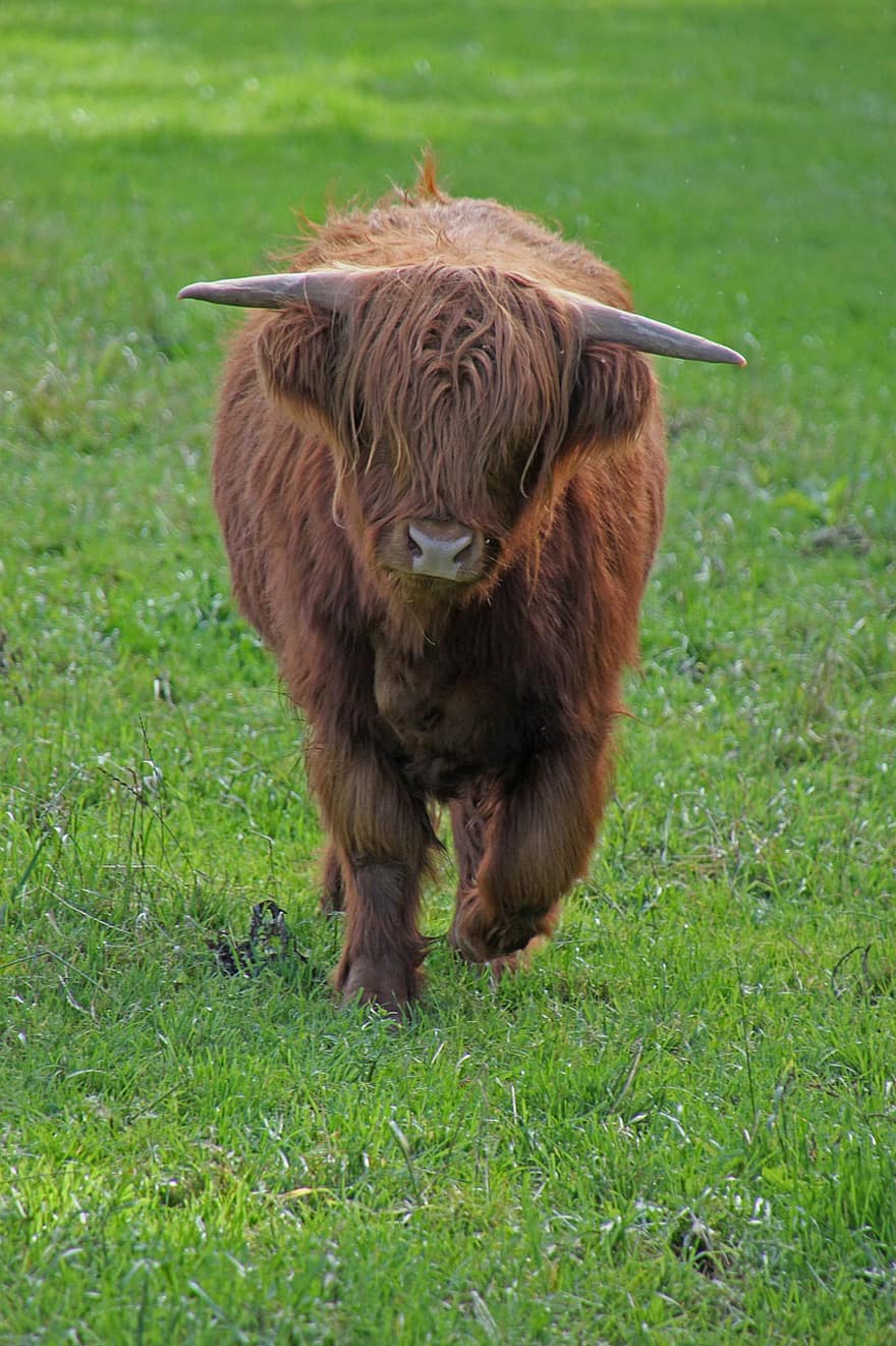 Pasture, Cow, Cattle, Beef Cattle, Highland Cattle, Animal, Mammal, Ruminant