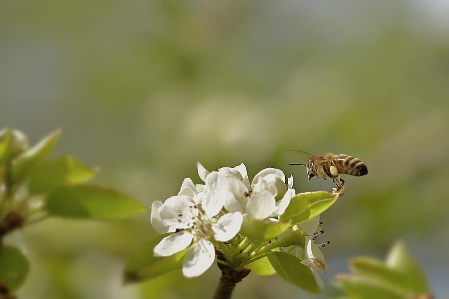 Honigbiene, Blüten, bestäuben, Garten, Frühling, Nahansicht, Blume, Pflanze, Makro, Sommer-, Insekt