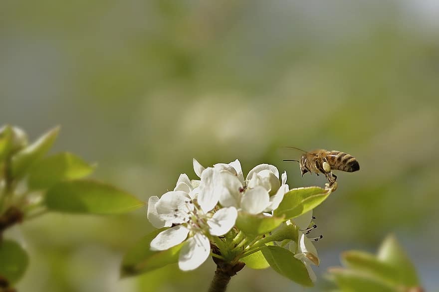 ミツバチ、花、受粉する、庭園、春、閉じる、工場、マクロ、夏、昆虫、蜂