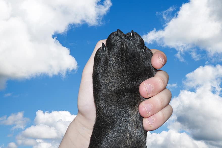 σκύλος, πόδι ζώου, χέρι, αγάπη, φιλία, οι φιλοι, κράτημα, το πόδι του σκύλου, αγόρι, παιδί, ζώο