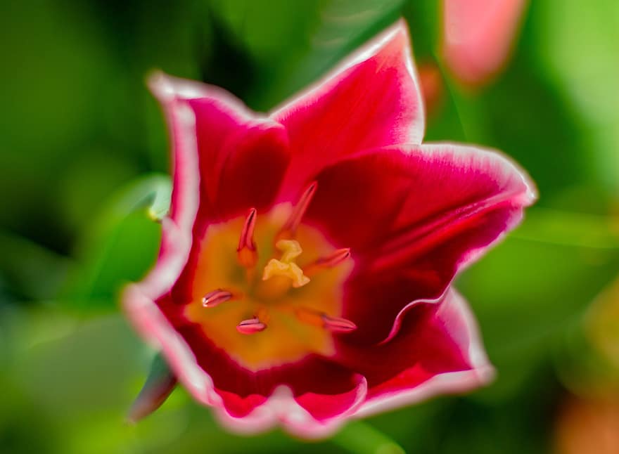 tulipani, fiorire, fioritura, Pasqua, primavera, giardino, avvicinamento, fiore, pianta, petalo, testa di fiore