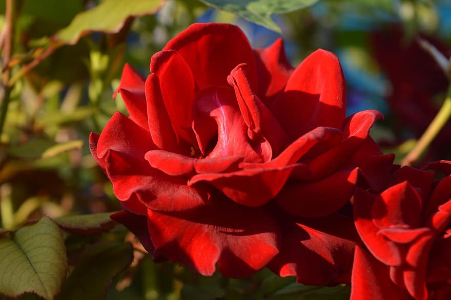 Rosa, flor, pétalos, Rosa roja, floración, planta, flora, naturaleza, jardín, de cerca, hoja