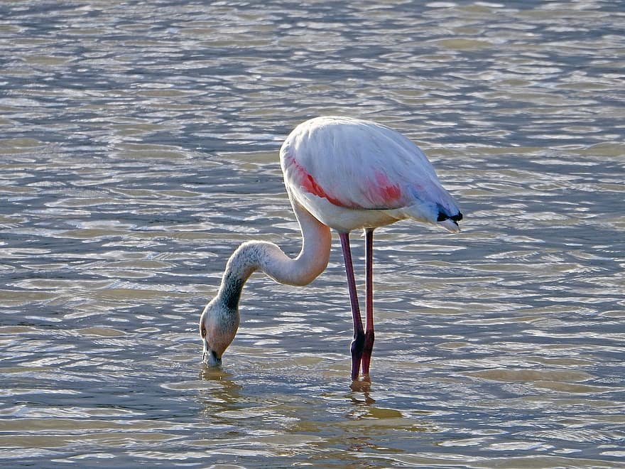 flamingó, madár, tó, állat, természet, ingovány, madártoll, csőr, vadon élő állatok, víz, kék