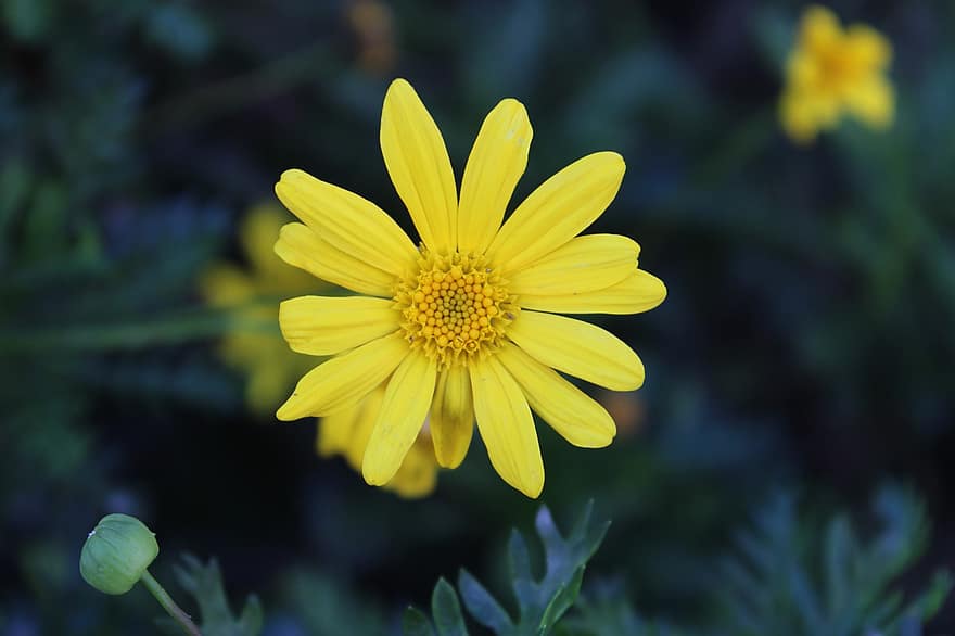 Daisy, gėlė, augalų, geltona Daisy, geltona gėlė, žiedlapių, žydi, žiedas, flora, sodas, pobūdį