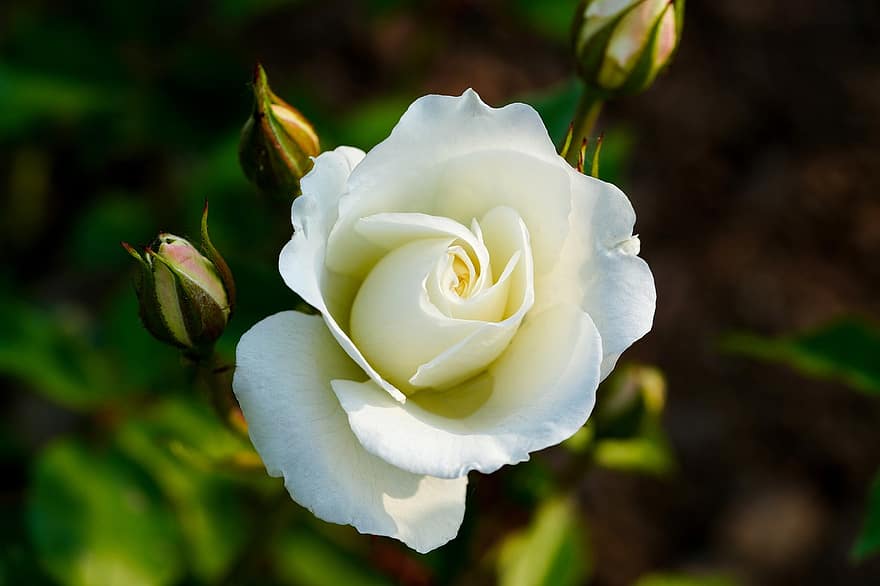 Роза, белый цветок, белая роза, цветок, весна, весенний цветок, Республика Корея, завод, сад, природа