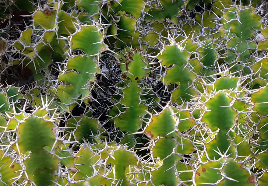 Euphorbia, Euphorbiaceae, Euphorbia Grandicornis, пикантен, тръни, растение, сочен, отровен