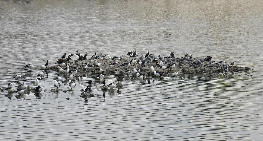 Birds, Flock, Islet, Waders, Waterbirds