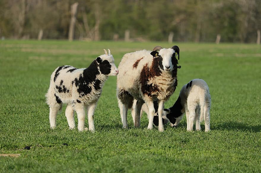 pecora, agnello, pascolo, animali, mammiferi, giovane animale, bestiame, lana, agricoltura, campo, azienda agricola