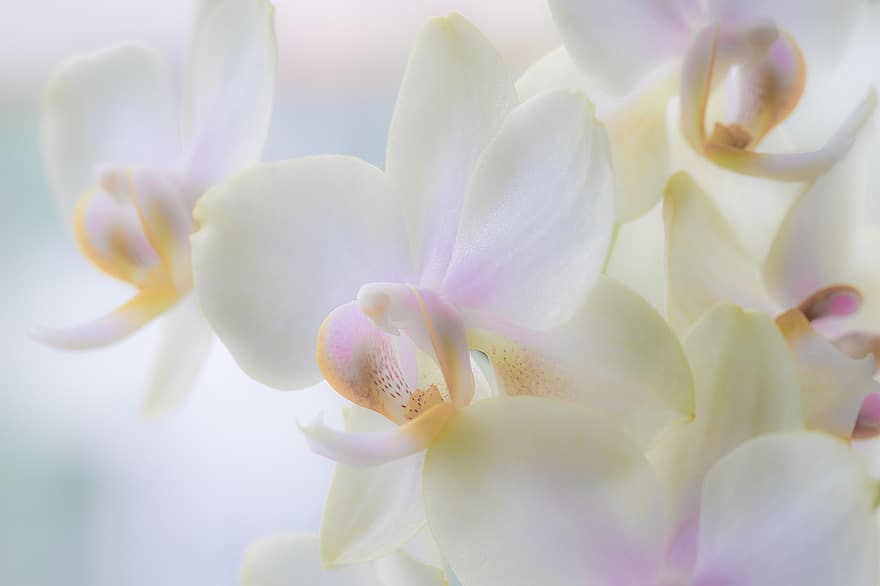 орхидея, цветок, завод, природа, крупный план, лепесток, головка цветка, лист, цвести, розовый цвет, ботаника