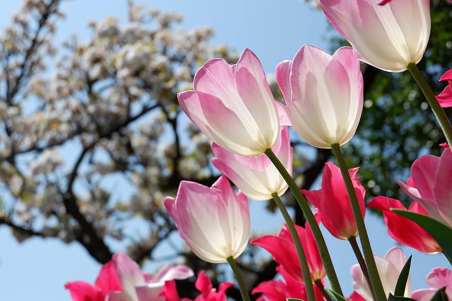Tulpen, rosafarbene Tulpen, pinke Blumen, Blumen, Garten, Natur, Blume, Blütenkopf, Pflanze, Blütenblatt, Sommer-