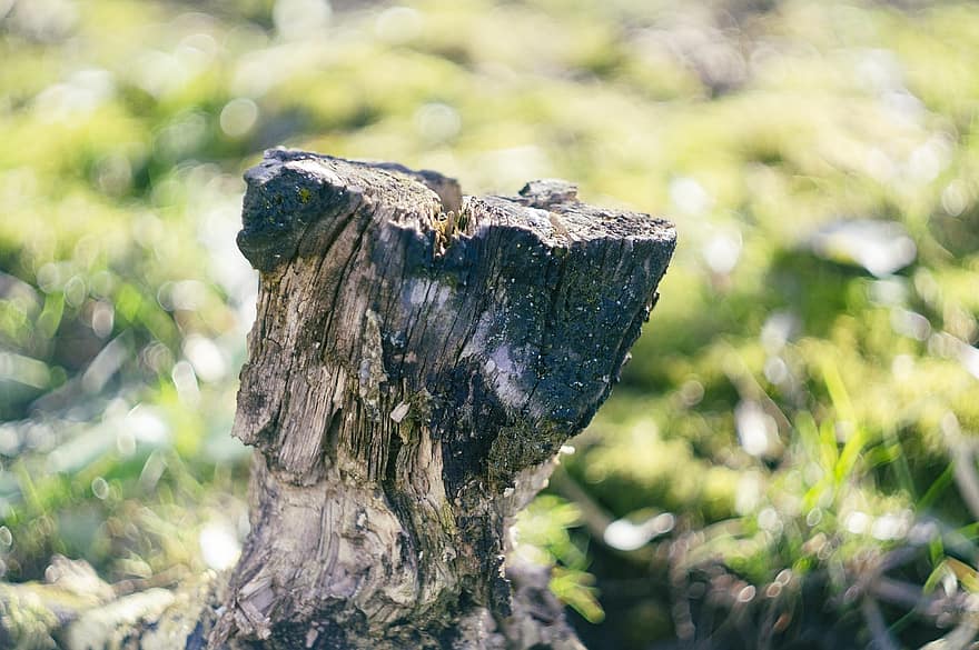 Stump, Nature, Tree, Wood, Growth, Wooden, forest, close-up, green color, branch, plant