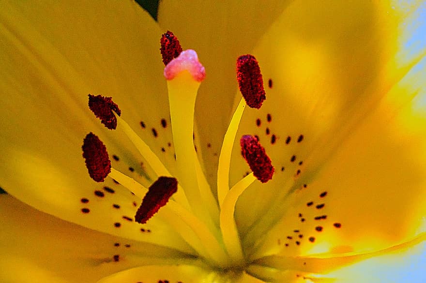 Lilie, Blume, Stempel, Staubblätter, gelbe Blume, Blütenblätter, blühen, Garten, Natur, Makro