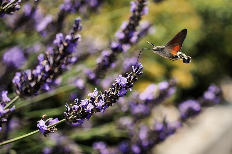 hummingbird hawk moth, levandų gėlės, apdulkinimas, pobūdį, gėlės, pavasaris, gėlė, Iš arti, violetinė, vasara, augalų