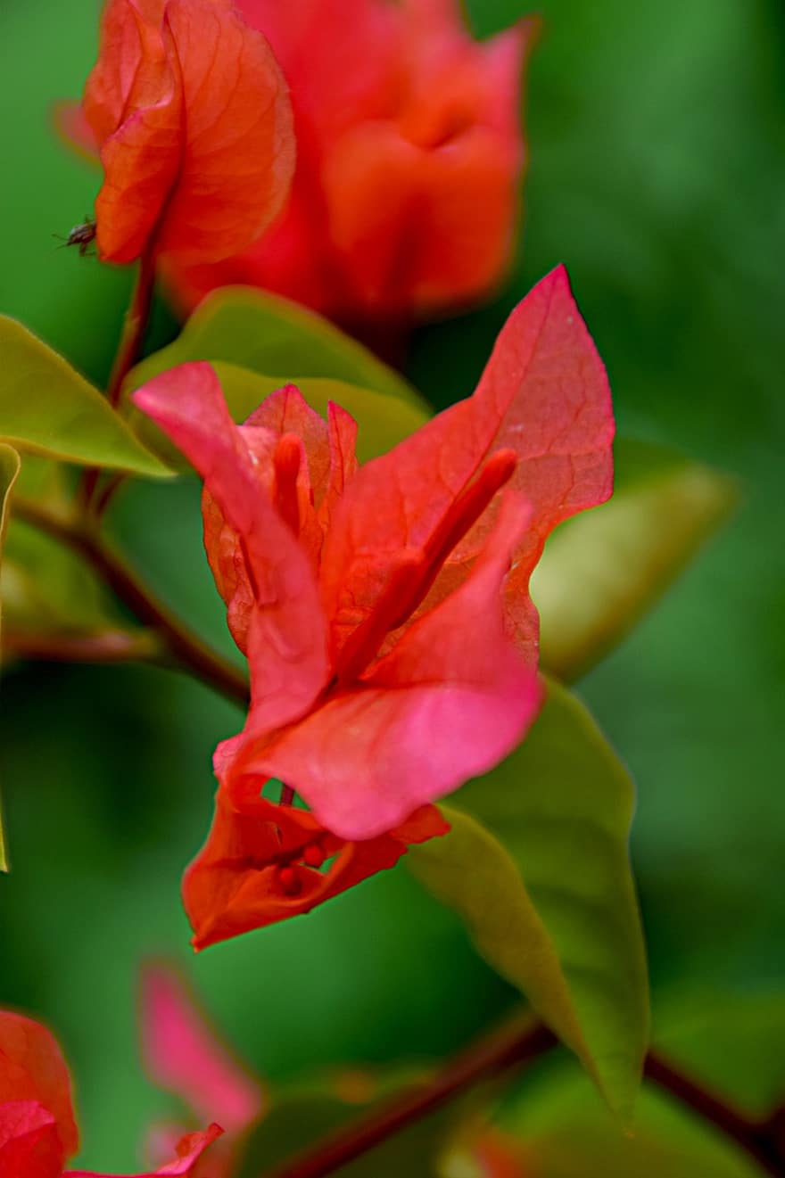 бугенвилия, цвете, листенца, червени венчелистчета, разцвет, цвят, флора, природа