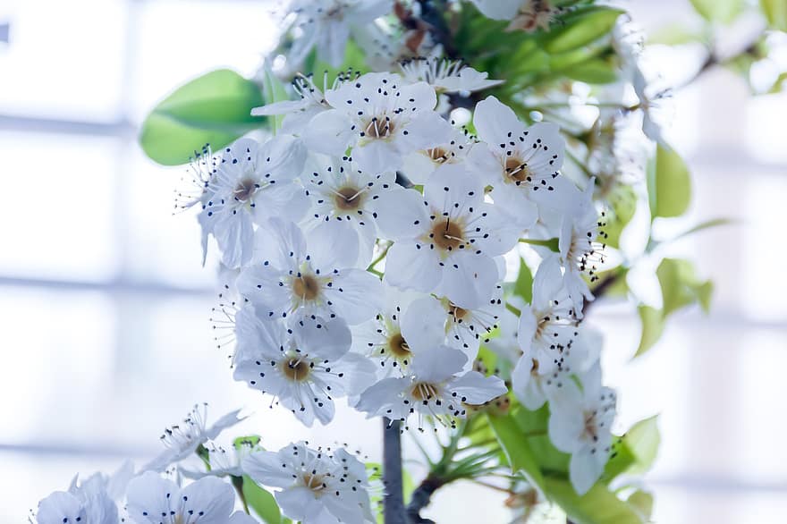 baltos gėlės, gėlės, pobūdį, Iš arti, priešpiečiai, medis, žydintis medis, dekoratyvinės gėlės, vyšnių žiedas, langas, Žydintys priešpiečiai