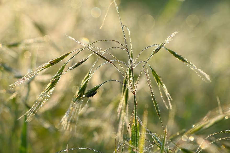 Grass, Grain, Plant, Blades Of Grass, Leaves, Dew, Drops, Hanging, Meadow, Nature, close-up