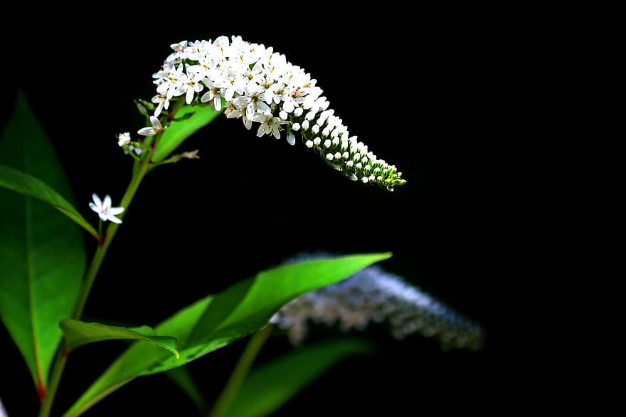 Gooseneck Loosestrife, Flowers, Plant, Lysimachia Clethroides, White Flowers, Buds, Bloom, Wildflowers, Nature, Macro